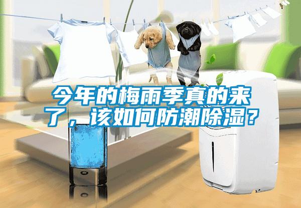 今年的梅雨季真的來了，該如何防潮除濕？