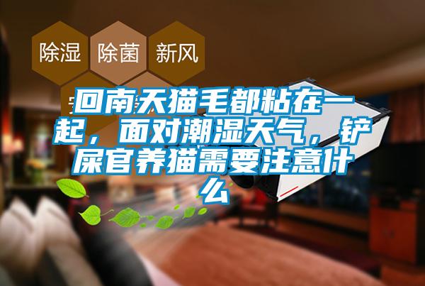 回南天貓毛都粘在一起，面對(duì)潮濕天氣，鏟屎官養(yǎng)貓需要注意什么